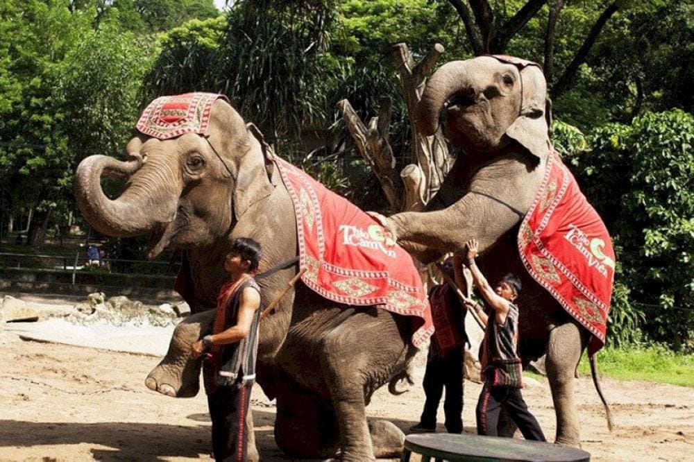 Visitors will have the opportunity to enjoy impressive performances by various animals